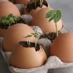 eggshell seedlings