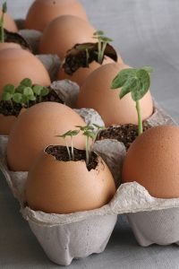 eggshell seedlings