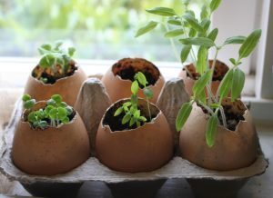 eggshell seeds