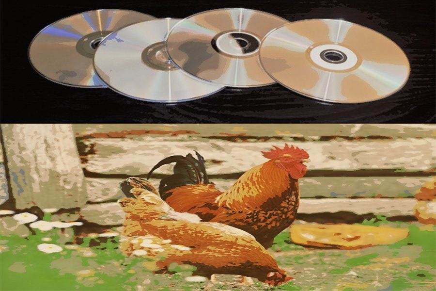 entertainingchickens