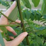 evil black locust thorns