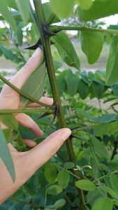 evil black locust thorns