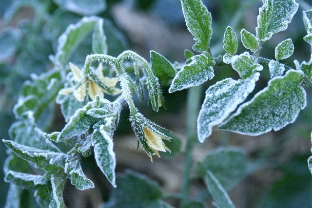 frost tomato transplants