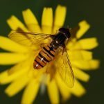 hover-fly-61682_640