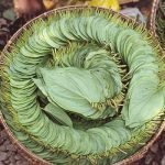 kratom leaves