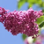 lilac-140200_640