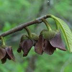 pawpaw flower