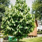 pawpaw tree