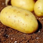 potatoes-1585057_640