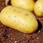 potatoes-1585057_640