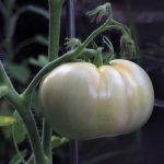 tomato-1514524_640