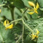 tomato-flower-1447877_640