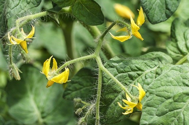 tomato-flower-1447877_640