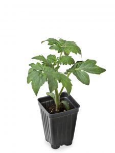 tomato seedling