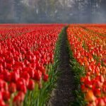 tulips-21690_1280