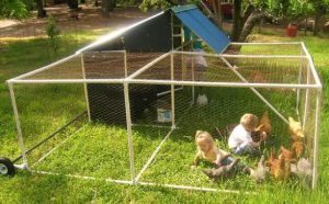 DIY chicken coop