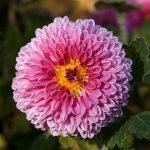 495px mums