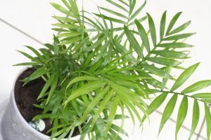 Bamboo Palm (Chamaedorea seifritzii)