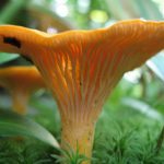 Chanterelle mushroom