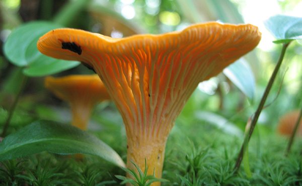 Chanterelle mushroom