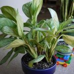 Chinese Evergreen (Agloanema)