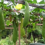 Gourd-Luffa