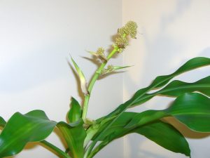 Mass Cane (Dracena Massangeana)