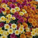 pot mum (Chrysanthemum Morifolium)