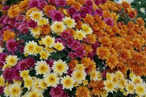 pot mum (Chrysanthemum Morifolium)