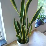 Mother in Laws Tongue (Sansevieria Laurentii)