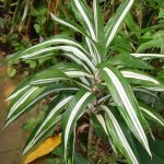 Warnekii (dracaena deremensis)