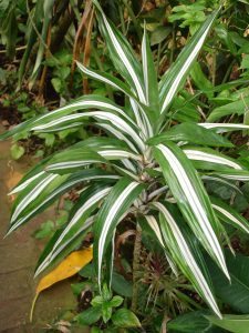 Warnekii (dracaena deremensis)