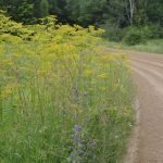 Wild-Parsnip