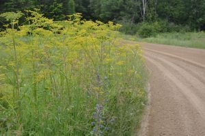 Wild-Parsnip