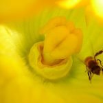 Zucchini-flower-bee