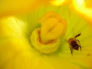 honey bee