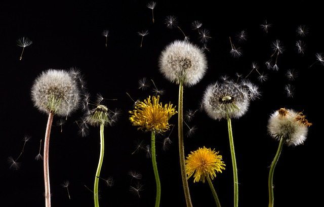 dandelion-761104_640(1)