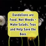 dandelions-are-food