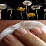 dandilion-skin-care