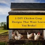 diychickencoop