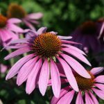 echinacea