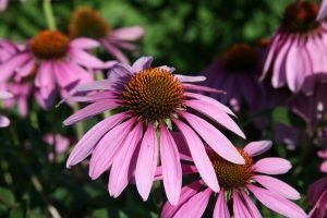 echinacea