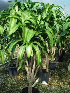 Janet Craig (Dracaena Marginata)
