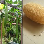 luffa-gourd