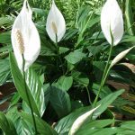 peace lily