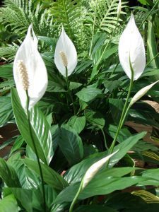 peace lily plants