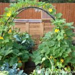 squash arch