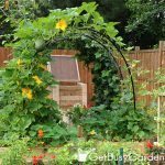 squash arch