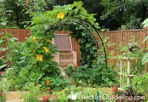 squash arch