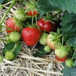 strawberries-196798_640